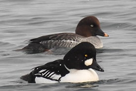 <div style="hide"> </div>