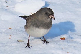 <div style="hide"> </div>