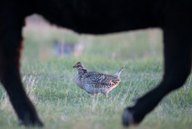 Cow and sharp-tailed grouse at NCC's Mackie Ranch (Photo Jason Bantle)