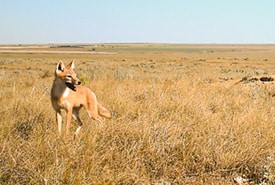 Swift fox in southern Alberta (Photo NCC)