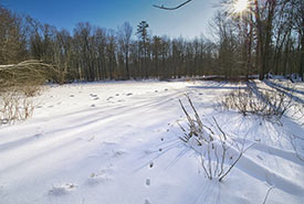 Backus Woods ON Photo By Gregg McLachlan 013 Thumb