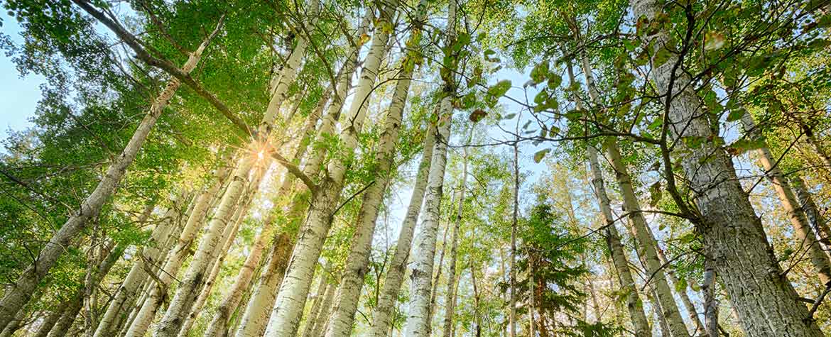 Boreal Forest
