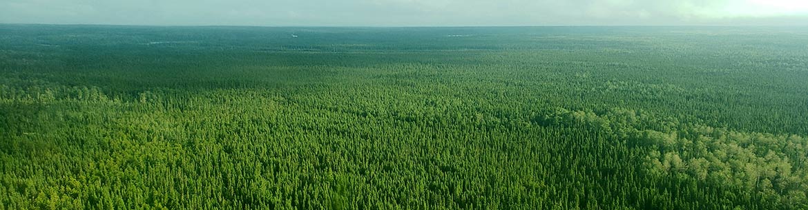 Boreal Wildlands With Lush Green Habitat NCC Kaitlyn Richardson Banner Sm Boreal Wildlands With Lush Green Habitat NCC Kaitlyn Richardson Banner Sm