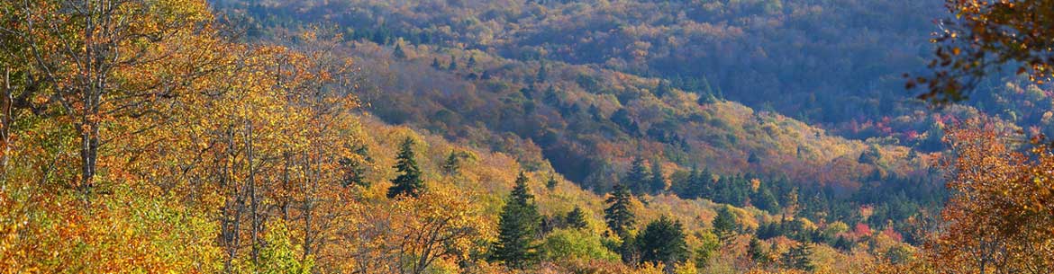 Maples Cobequid Hills