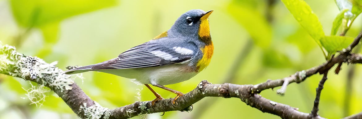 Northern Parula 7779 LL Steven McGrath Banner Med Northern Parula 7779 LL Steven McGrath Banner Med