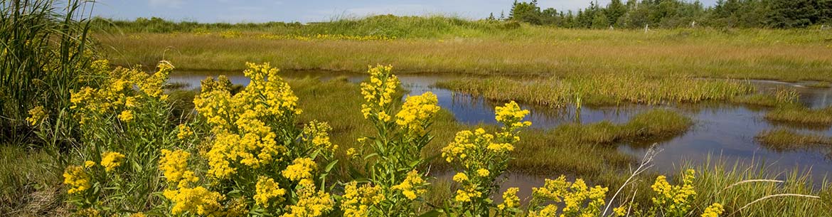 Abrams Village Pei John Sylvester Banner Sm Abrams Village
