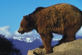 Grizzly Bear Erwin And Peggy Bauer Usfws Thumb