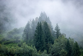 Forêt tempérée brumeuse, Incomappleux, C.-B. (Photo Paul Zizka)