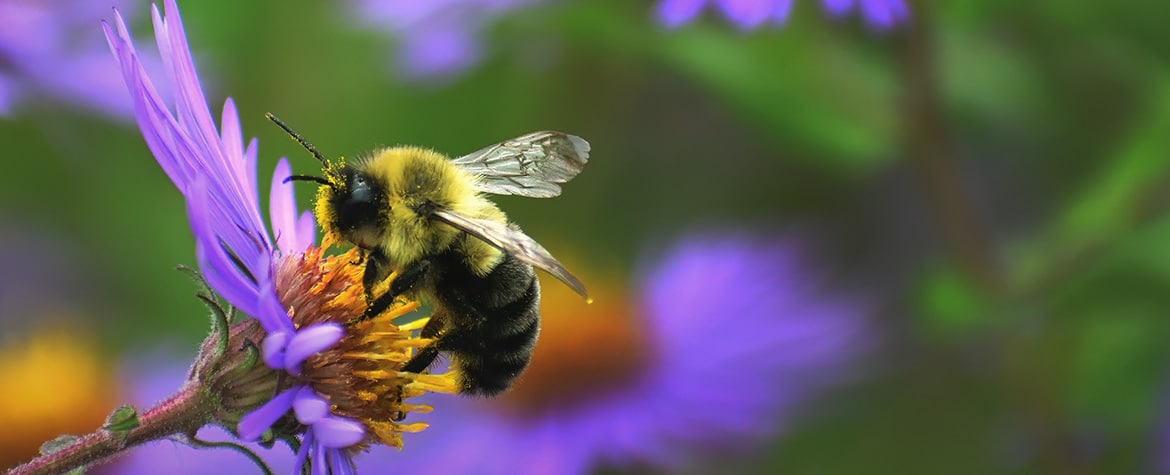 Bee on a flower