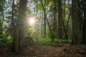 Reginald Hill Forest Bc Fernando Lessa Thumb