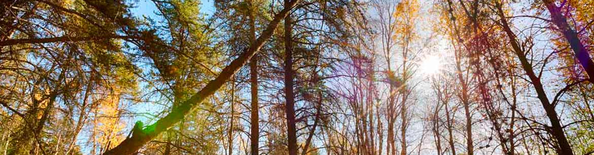 Bunchberry Meadows Conservation Area Kyle Marquardt Banner Sm Bunchberry Meadows Conservation Area