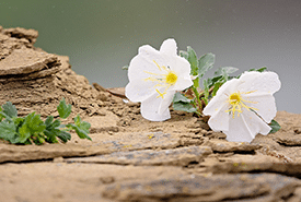 Butte Primrose Flower By Leta Pezderic