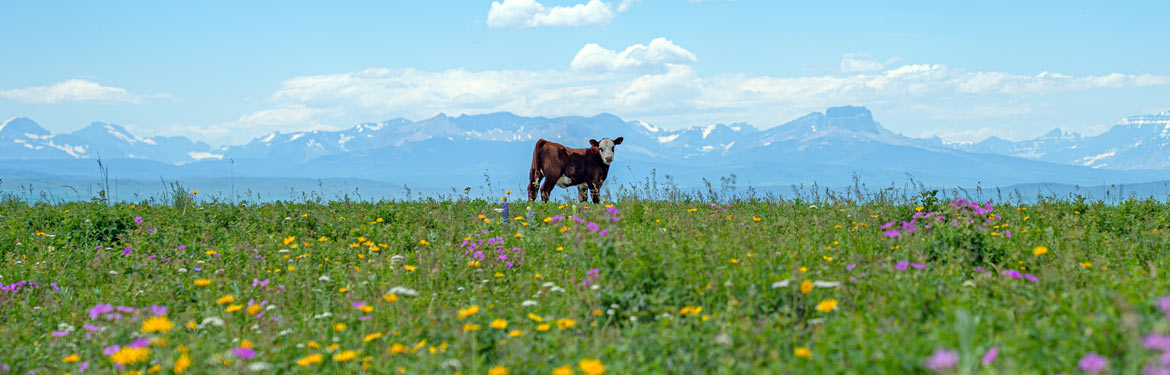 Cow On Grasslands By Leta Pezderic Banner Med Cow On Grasslands
