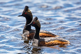 Eared grebe (Photo by Leta Pezderic)