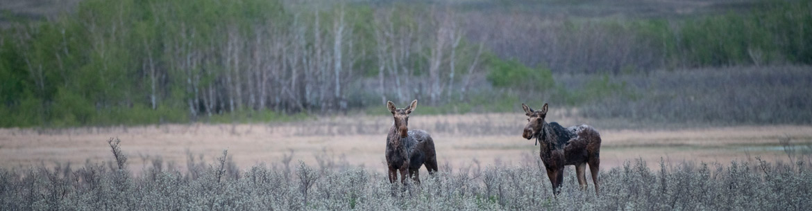 Moose In Prairie Grasslands Photo By Jason Bantle Banner Sm Moose In Prairie Grasslands