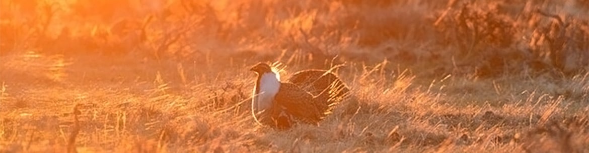Sage Grouse Jennifer Strickland USFWS Banner Sm
