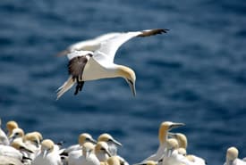 At Nl Gannet Landing Gear Down Don Dabbs Thumb