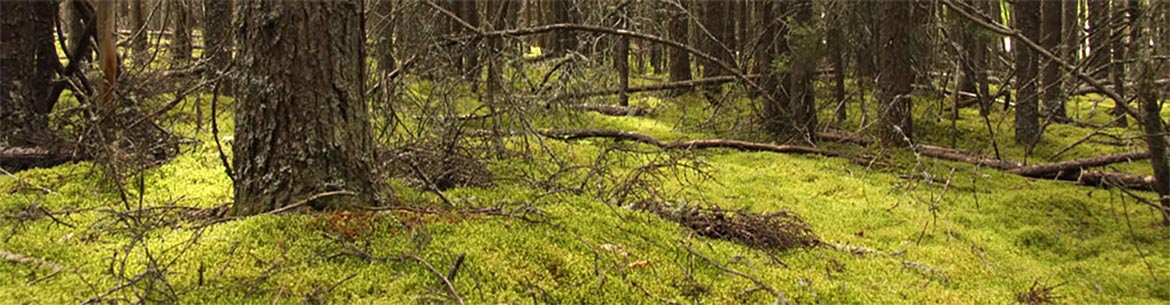 Black Spruce Bog