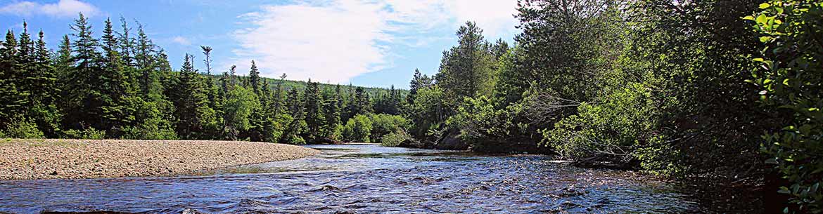 Barachois Brook Nature Reserve Pictures Banner Sm Barachois Brook