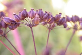 Victorin’s water-hemlock (photo by Frederic Coursol)
