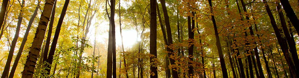 Happy Valley Forest On Ncc Banner Sm