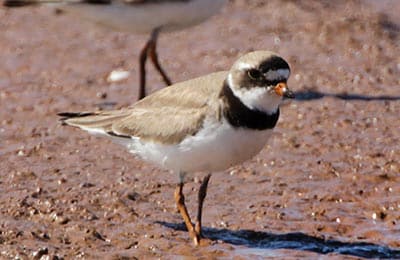 Piping Plover Johnson S Mills NB Mike Dembeck Custom