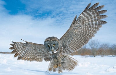 Great Grey Owl Robert Taylor Custom