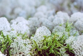 Reindeer Moss Boreal Ncc Thumb