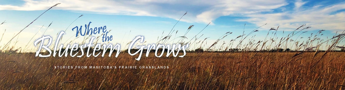 Where the Bluestem Grows Podcast Where the Bluestem Grows - stories from Manitoba's prairie grasslands