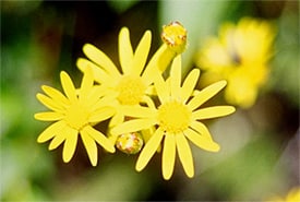 Arnica Flower Photo By D Windrim Thumb