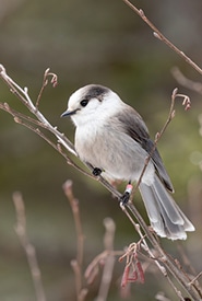 Canada jay (Photo Bill Michalek)