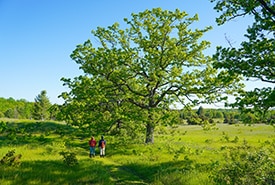 Hazel Bird Nature Reserve, ON (Photo Chelsea Marcantonio/NCC)