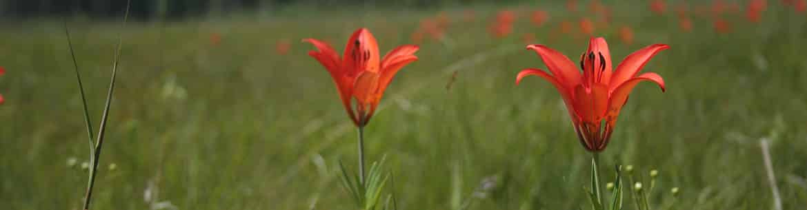 Prairie Lilies On Agassiz Trail Ncc Banner Sm