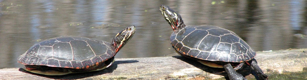 Turtles Qc Ncc Banner Sm