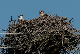 Osprey-nest-Photo-by-Lorne-4-thumb
