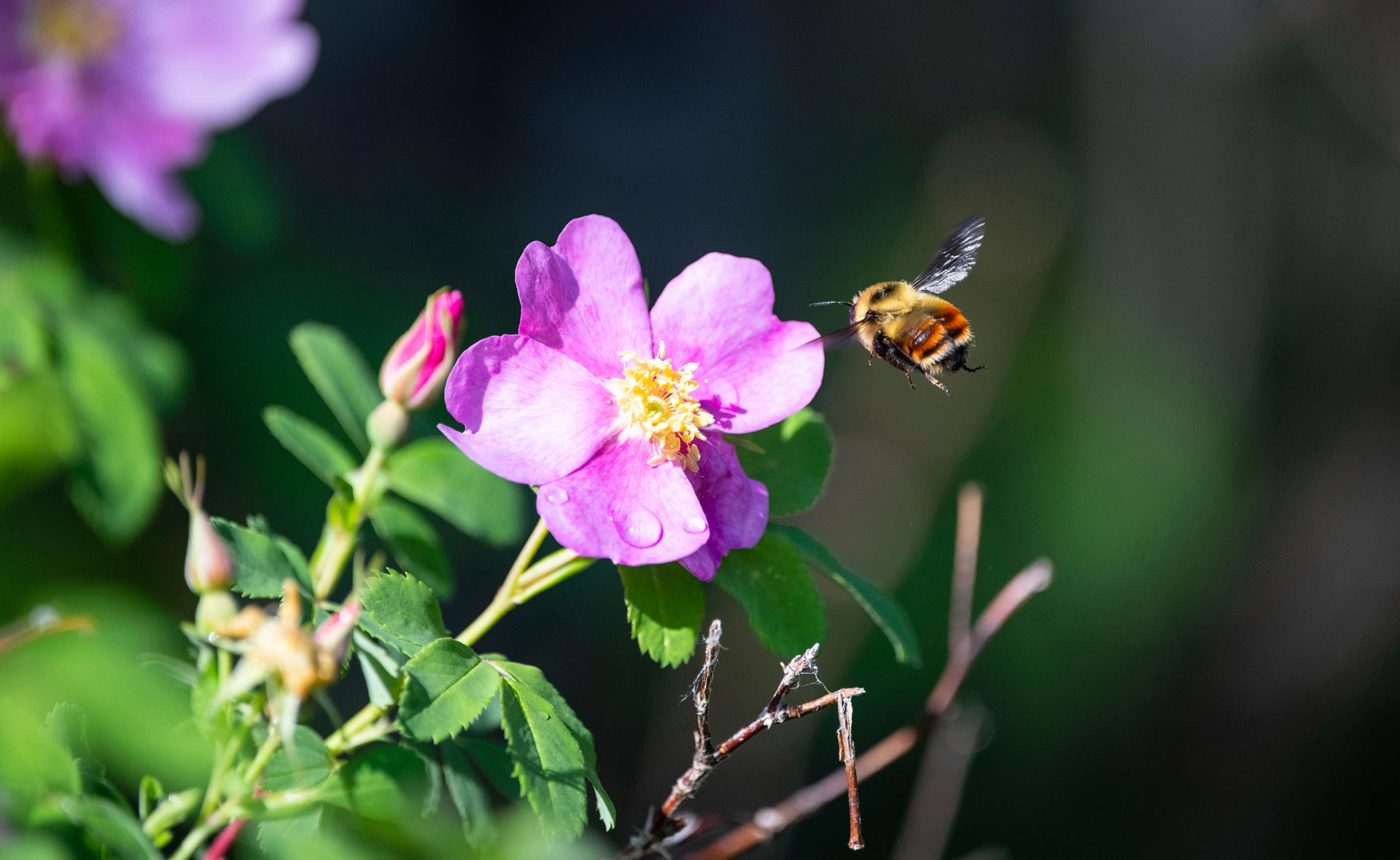 Bumble bee on Wood’s rose, SK (Photo Jason Bantle)