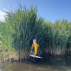 A patch of mature phragmites, with the lead technician for scale (Photo Carolyn Davies/NCC)