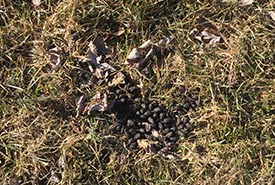 Eastern cottontail scat (Photo Chase Wastesicoot)