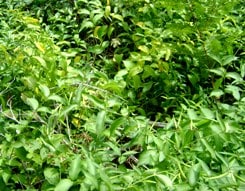 Dog Strangling Vine by Couchiching Conservancy