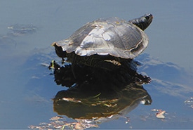 northern-map-turtle-d-gordon-and-e-robertson-thumb