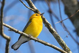 prothonotary-warbler-bill-hubick-thumb