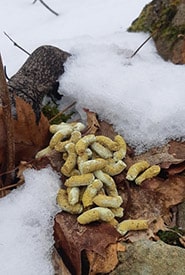 Grouse droppings (Photo Boosh, CC BY-NC 4.0)