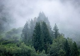 Misty Temperate Rainforest Incommapleux BC Paul Zizka Misty temperate rainforest in Incomappleux (Photo Paul Zizka)